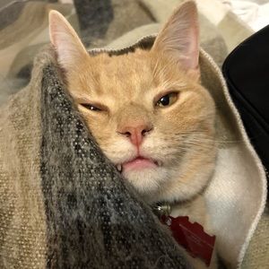 Meet your Posher, Brialee